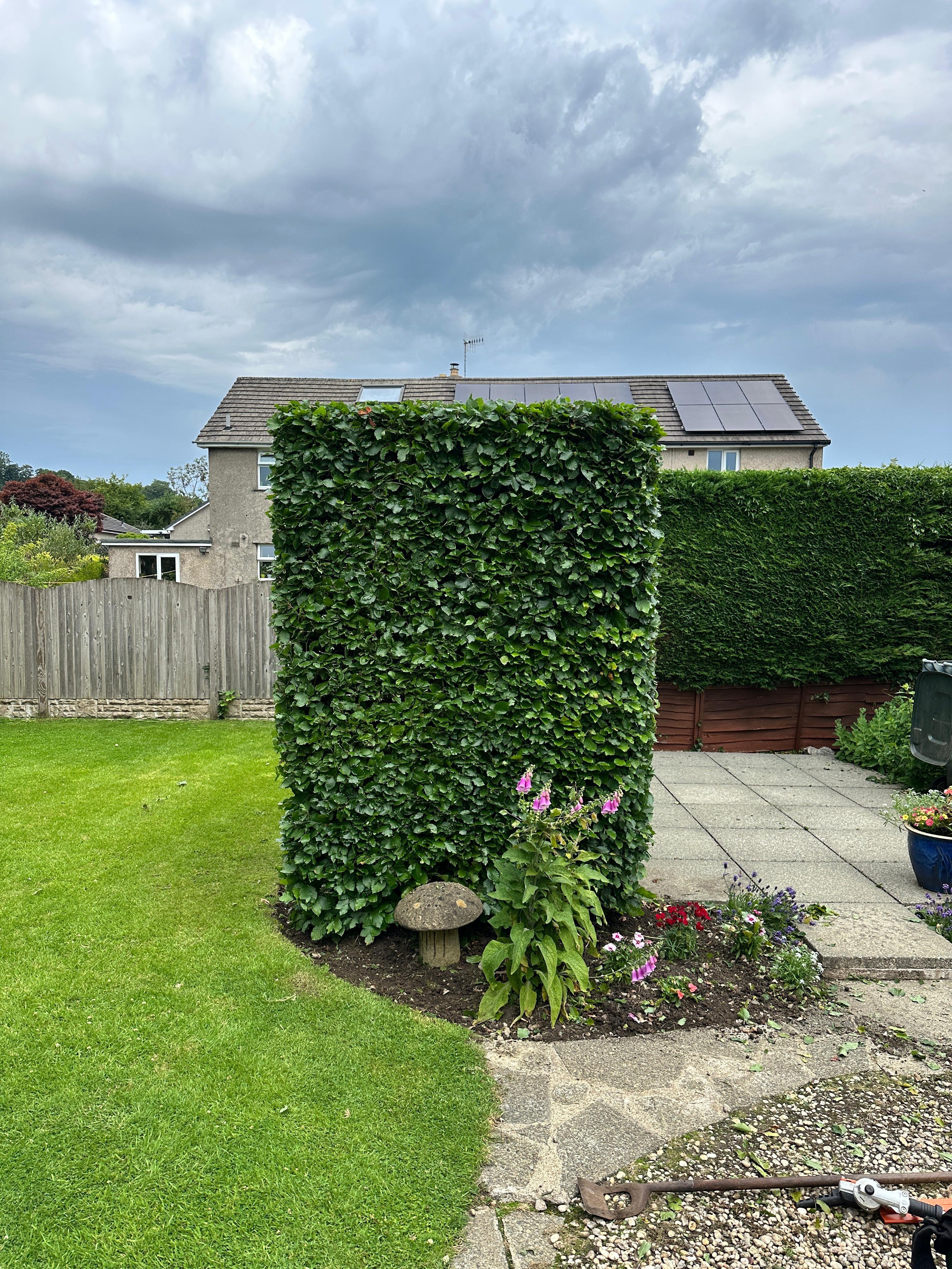 Sculpted hedges