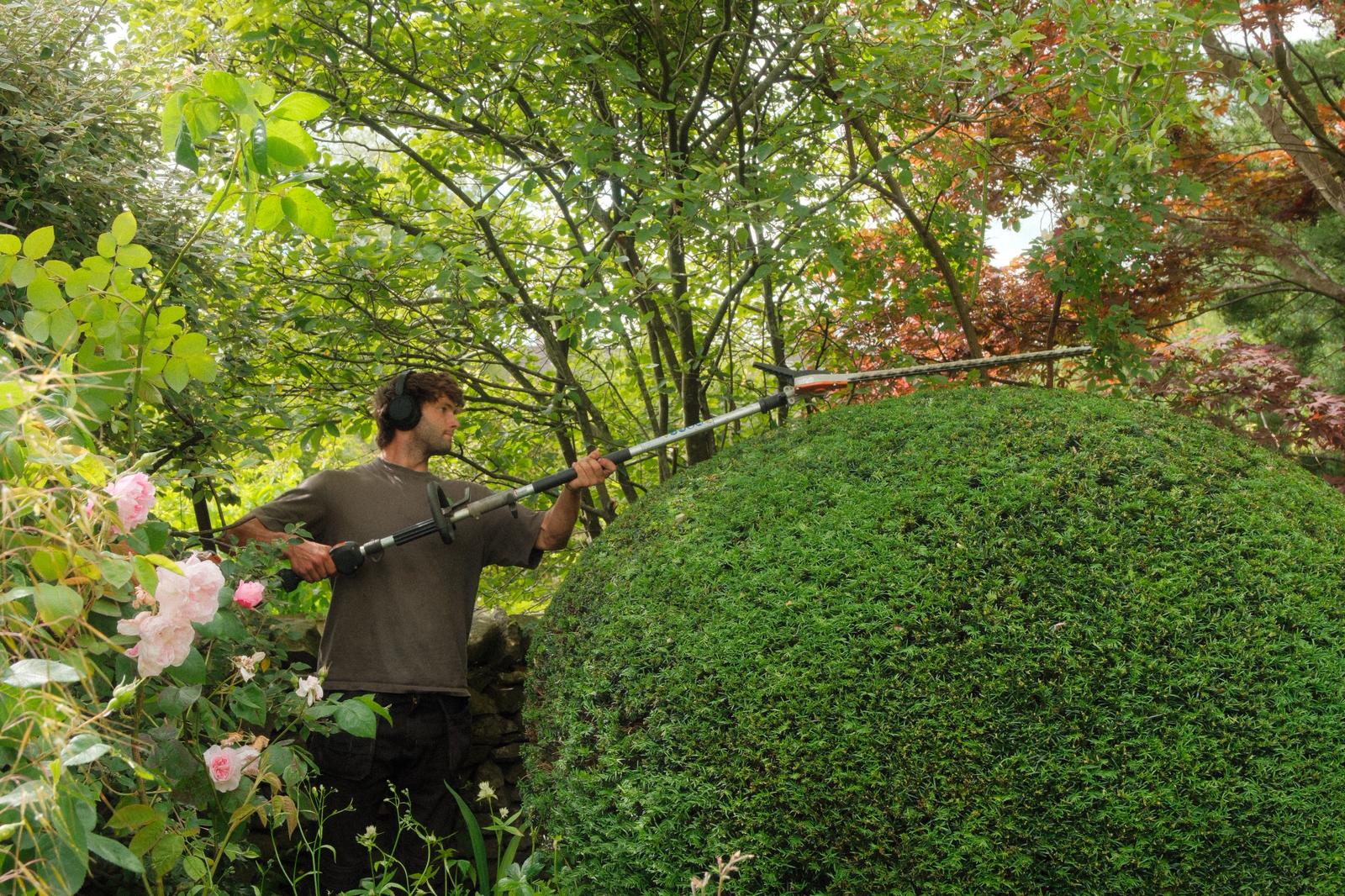 Sculpted hedges