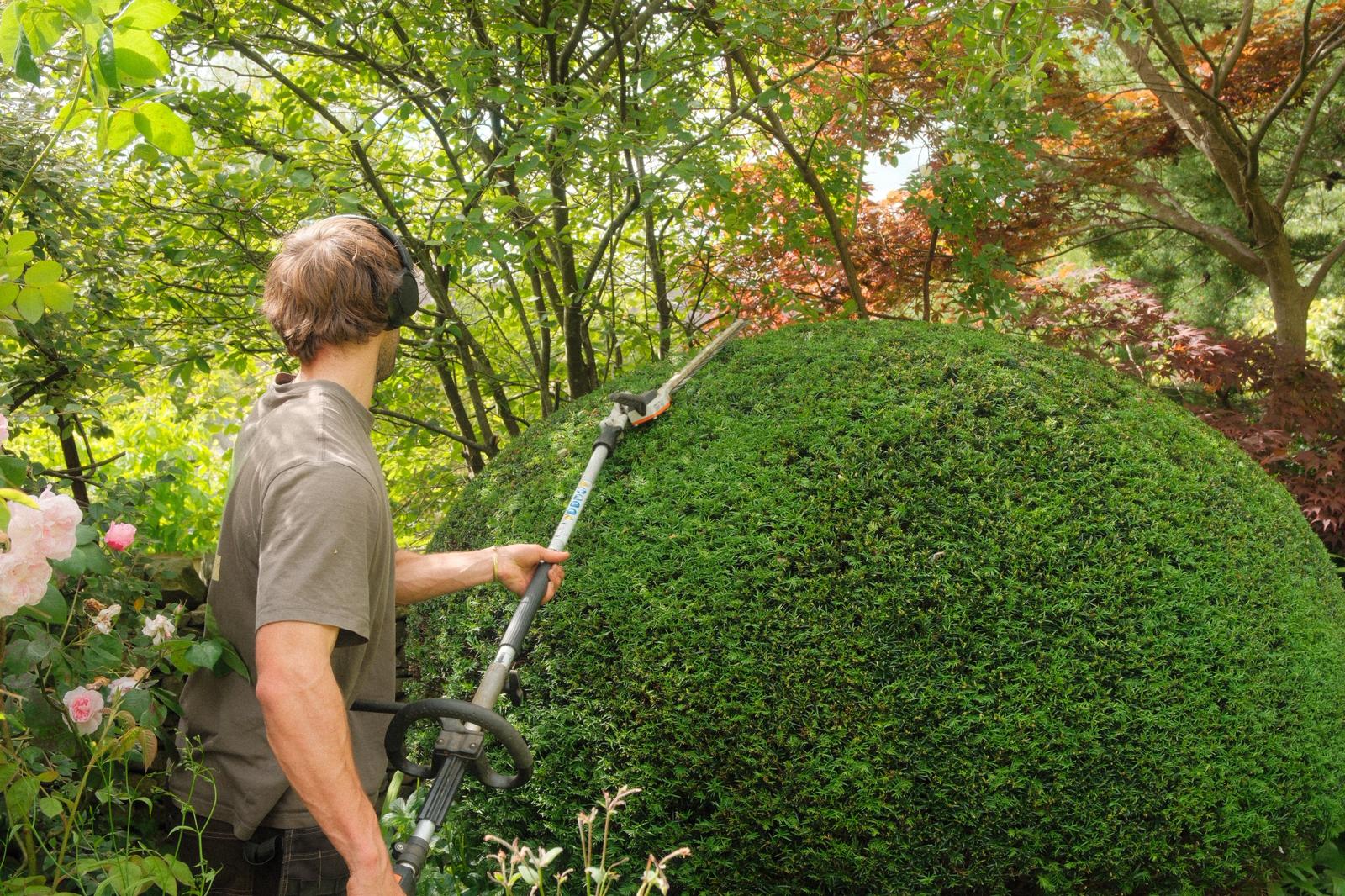 Sculpted hedges