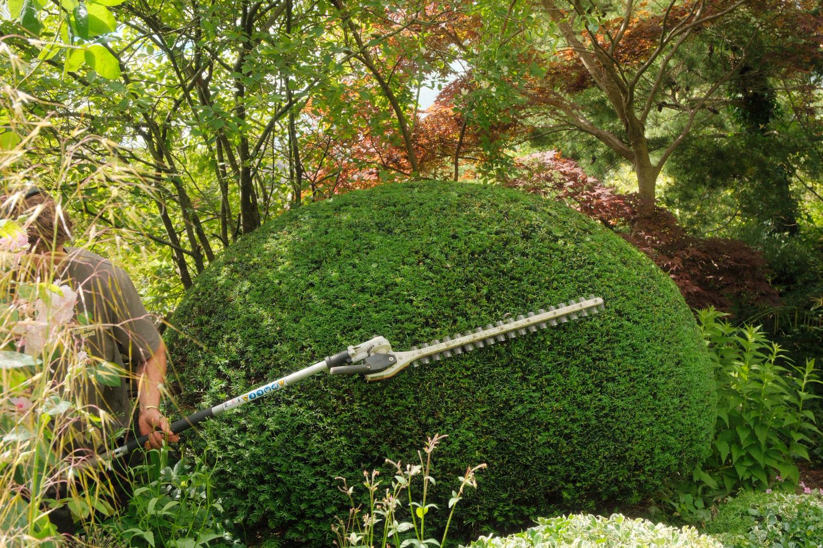 Sculpted hedges