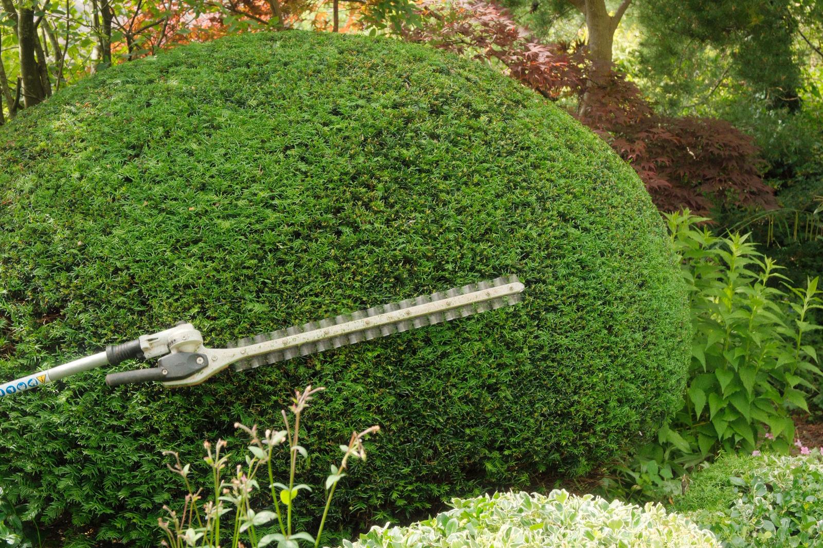 Sculpted hedges