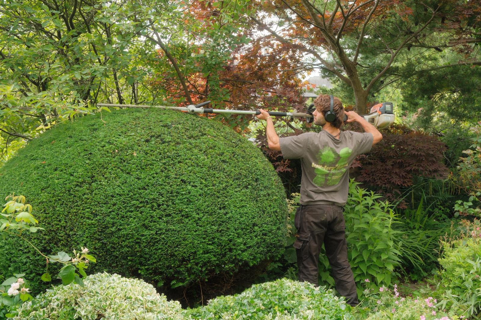 A sculpted hedge by Ollie